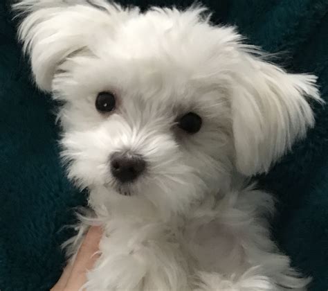 What A Sweet Face Maltese Puppy Cute Animals Teacup Puppies