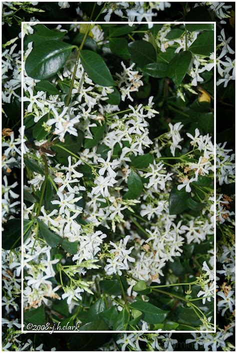 We did not find results for: Confederate Jasmine - Plant & Nature Photos - Judy's Photoblog