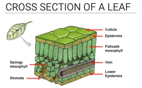 Draw A Diagram Of A Cross Section Of A Leaf And Label It