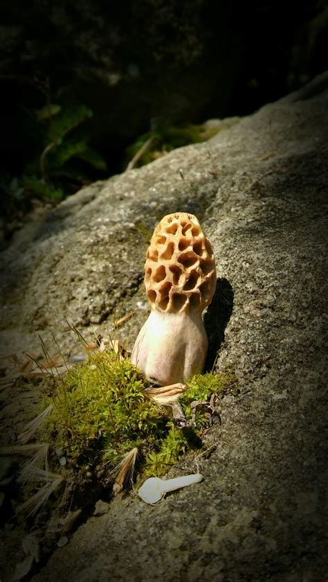 Carved Antler Mini Morel Mushroom By Mountain State Antler Carving