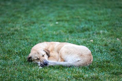 Dog Sleeping On Grass Homeless Dog Sleeping In The Grass Stock Photo
