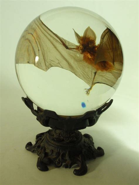 They poke fun at national stereotypes and the international drama of their diplomatic relations. Bat in a Large Glass Sphere | Wet specimen, Gothic decor ...