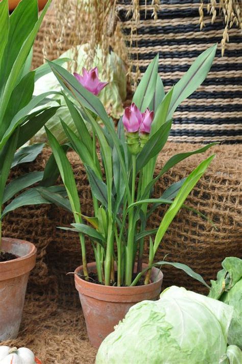 Growing Turmeric In Pots Turmeric Plant Care Uses And Benefits