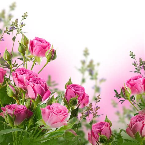 Pink Rose Bouquet Roses Flowers Pot Petals Hd Wallpaper