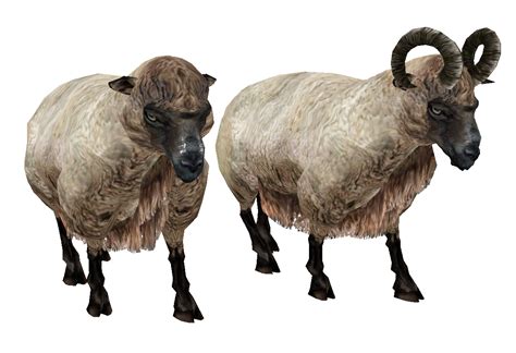 Sheep Oblivion Elder Scrolls Fandom Powered By Wikia
