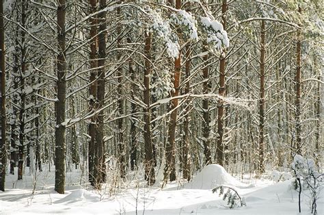 Free Sunny Winter Forest Stock Photo