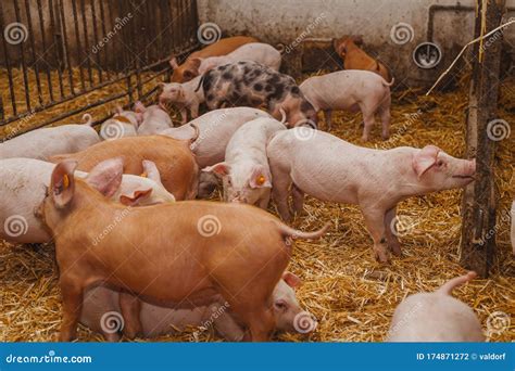 Young Pigs And Piglets In Barn Livestock Farm Stock Photo Image Of