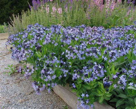Traditionally, an emblem of peace and calm, blue can bring some serenity to your backyard. Blue Ice Amsonia | Plants, Perennials, Planting flowers