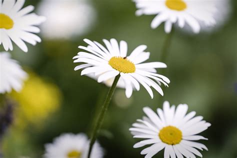 Types Of Daisies You Should Consider For A Colorful Garden