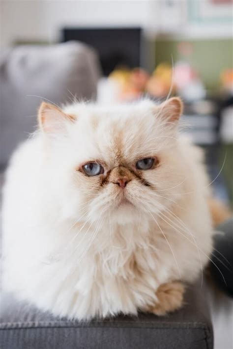 Top 10 Of The Most Beautiful Cat Breeds In The World My Persian Cat