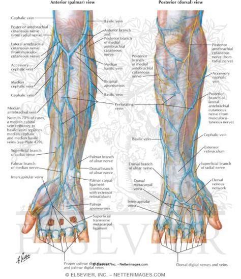 Anatomy Veins Of The Hand And Forearm Nerve Anatomy Body Anatomy Forearm Anatomy Muscle