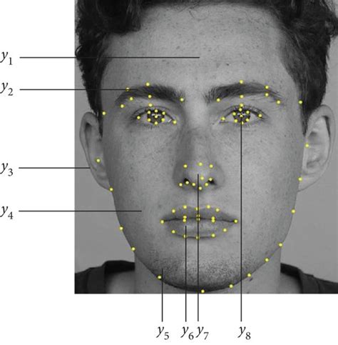 Basic Structure Of Human Face Download Scientific Diagram