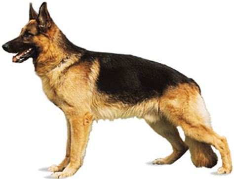 It is, like the great dane, incredibly good at disk catching. German shepherd | breed of dog | Britannica.com