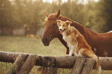 Why Dogs And Horses Make The Best Of Friends