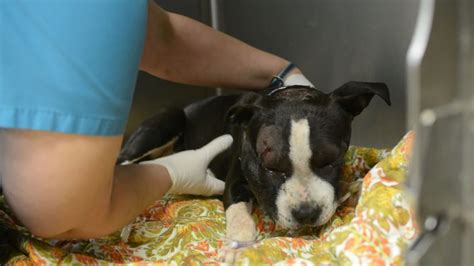 Puppy Used As Dog Fighting Bait Miraculously Survives Omg This Is So