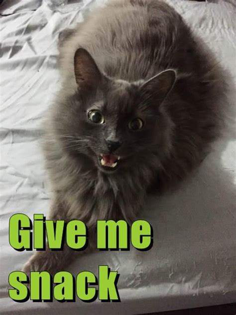 Give Me Snack Cute Cats Silly Cats Cute Animals