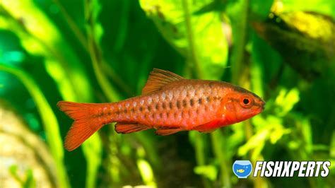 Cherry Barb Care Fishxperts