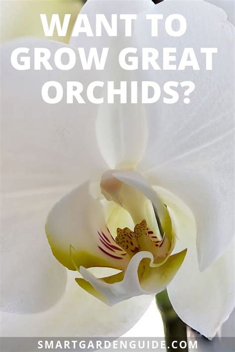 Phalaenopsis Orchid Care For Beginners Easy Guide Artofit