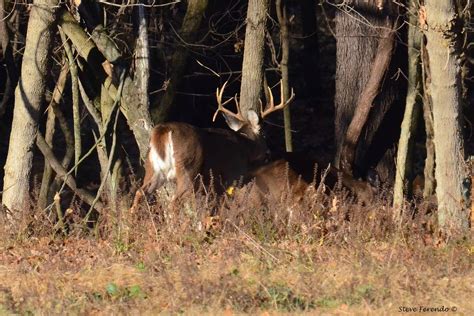 Natural World Through My Camera The Whitetail Deer Mating Ritual