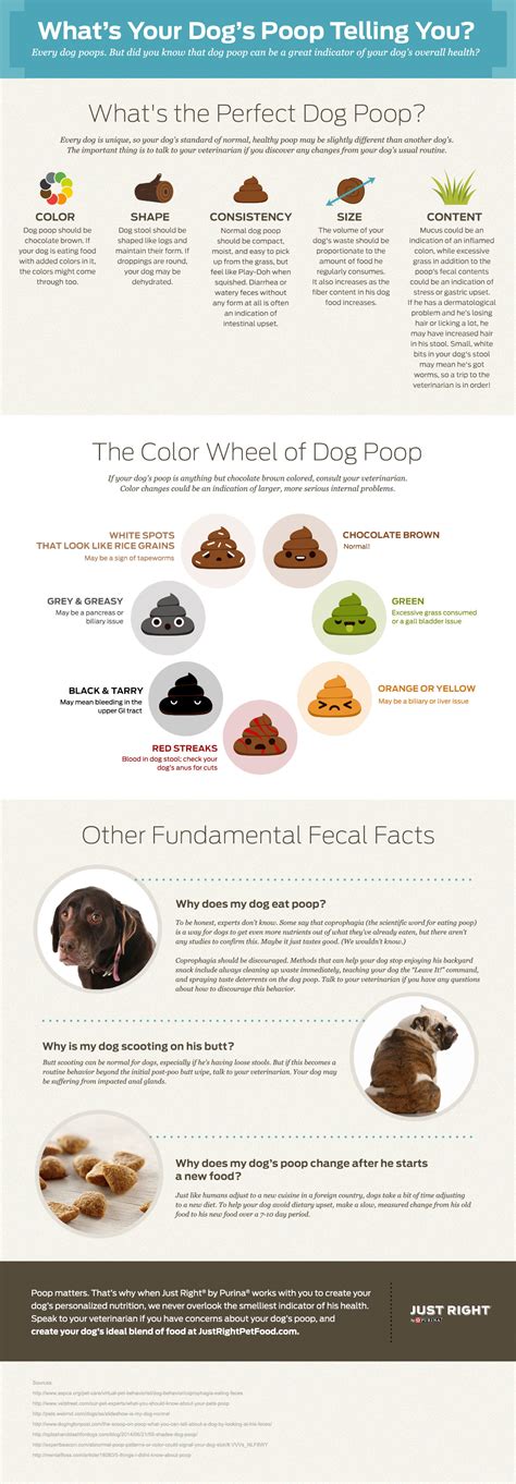 What Is Your Dogs Poop Telling You Tampa Veterinary Surgeon