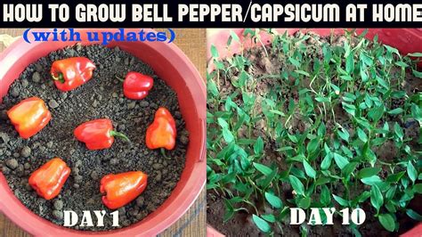How To Grow Bell Peppercapsicum At Home With Updates Growing Bell