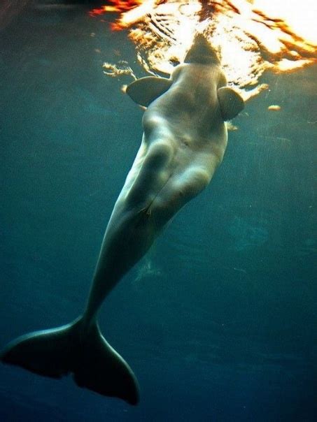 дельфин Beluga Whale Animal Planet Mermaids Whale