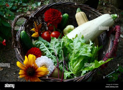Fresh Organic Produce From A Backyard Vegetable Garden Stock Photo Alamy