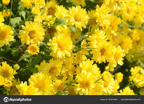 Chrysanthemum Morifolium Ramat Una Hierba Perenne Cubierta Pelos