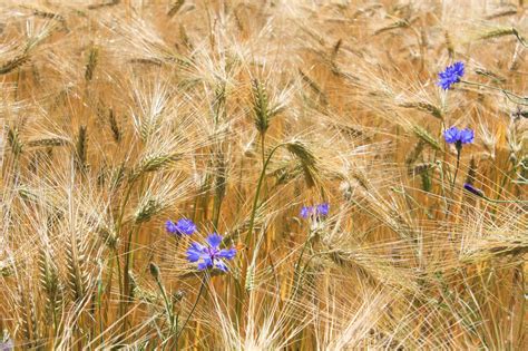 Wheat Field Cornflowers Golden Free Photo On Pixabay Pixabay