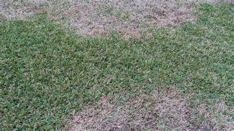 Game On Keep Cool Season Turfgrass Disease In Check This Season