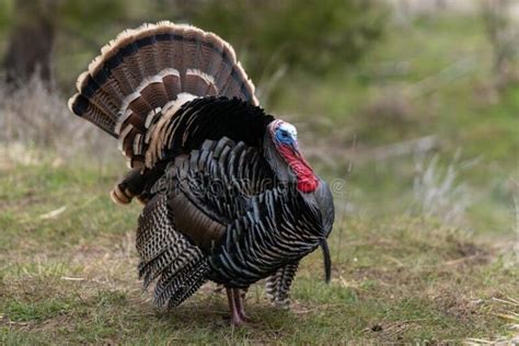 Why Do Turkeys Gobble What Does The Sound Means Evoking Minds