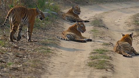 Global Tiger Day Indias Tiger Population Roars To Record