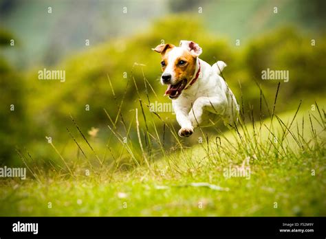 Jack Russel Parson Dog Run Toward The Camera Low Angle High Speed Shot