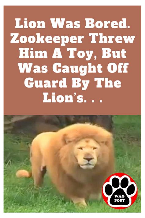 Lion Was Bored Zookeeper Threw Him A Toy But Was Caught Off Guard By