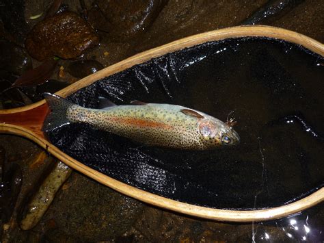 Did you find us useful? Peter's Fly-Fishing Adventures: The upper Nantahala River ...