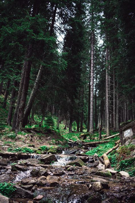 Free Images 4k Wallpaper Adventure Conifers Creek Environment