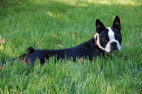 Download Adorable Boston Terrier Puppy Sitting On The Floor Wallpaper