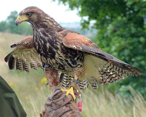 Urgent Harris Hawk Lost In Burntwood In 2020 Birds Of Prey Falconry Harris Hawk