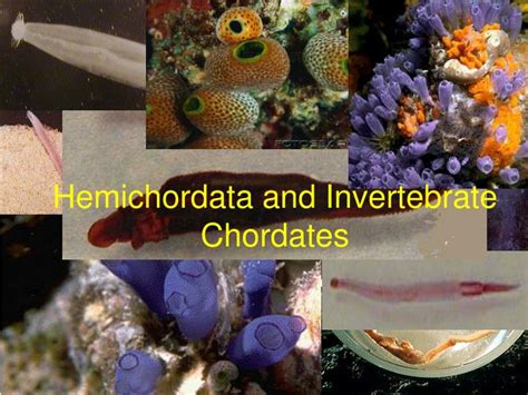 Ppt Hemichordata And Invertebrate Chordates Powerpoint Presentation