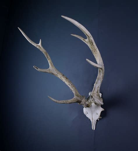 Japanese Sika Deer Skull Cap And Antlers Antlers Horns And Skulls