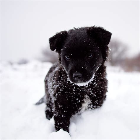 Black Puppy On White Snow I Met This Diminutive Puppy Whil Flickr