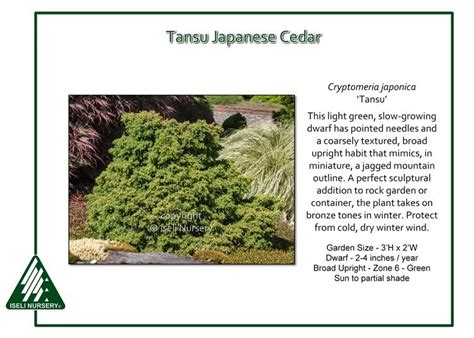 Tansu Japanese Cedar Cryptomeria Japonica ‘tansu Is A Light Green