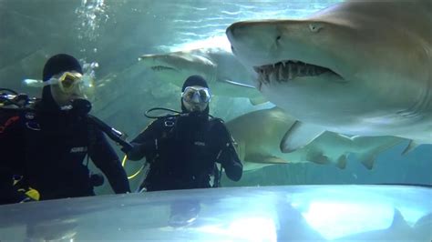 Shark Dive Xtreme Sea Life Sydney Aquarium Youtube