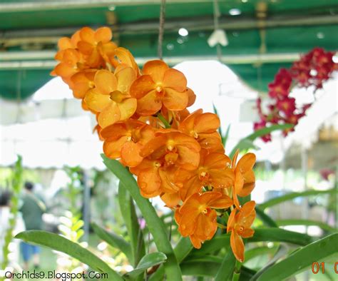 Hoa Phong Lan Vi T Vietnam Orchids Orange Vanda