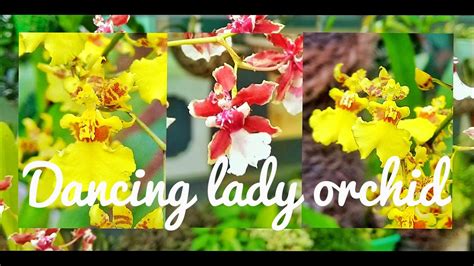 Oncidium Dancing Girl Orchid My Orchid Collection And Oncidium Orchid