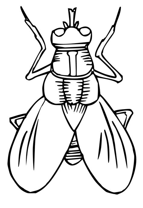 Fly Coloring Page