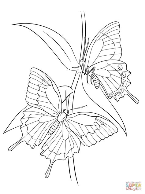 Tiger Swallowtail Butterfly Coloring Page My Xxx Hot Girl