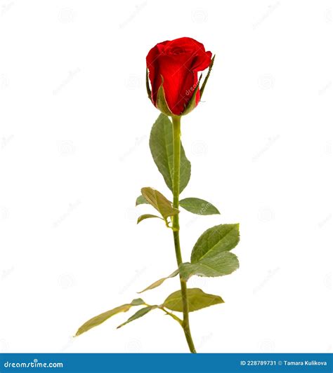 Beautiful Single Dark Red Rose Bud Isolated On White Stock Image