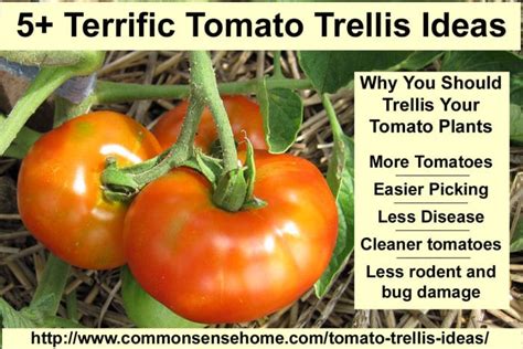 5 Terrific Tomato Trellis Ideas
