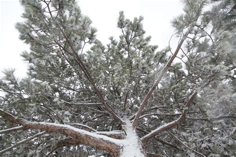 Snow Covered Tree Branch Stock Photo Image Of Season 94760868